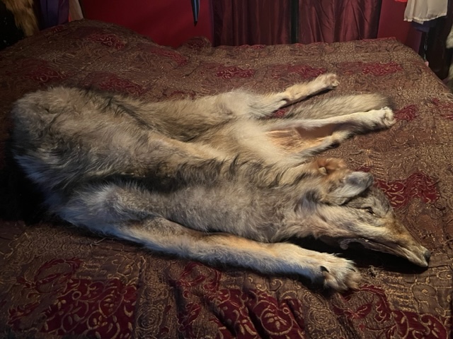 Tanning: History, Methods and Usage