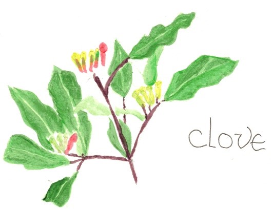 The Apothecary and its Value